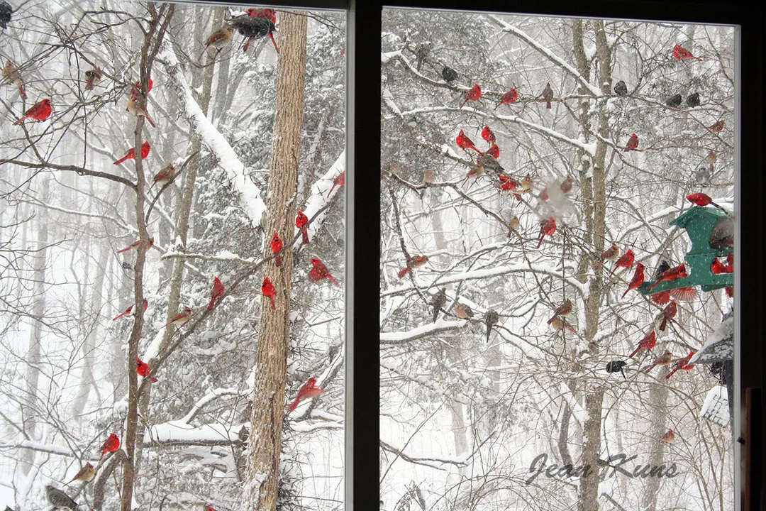 What does it mean when a cardinal hangs around your house?