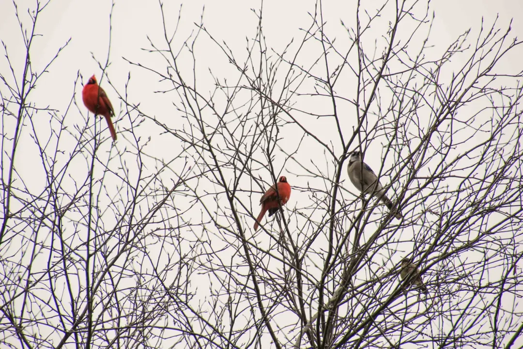 What does it mean when a cardinal hangs around your house?, Context Clues