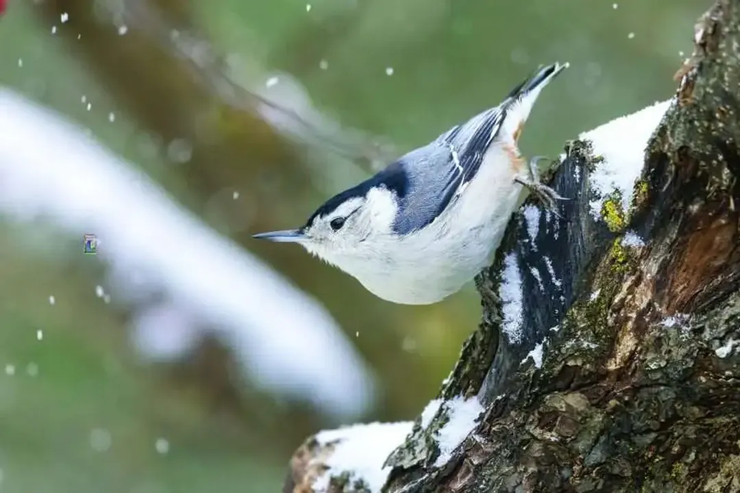 What does it mean when you see a nuthatch?