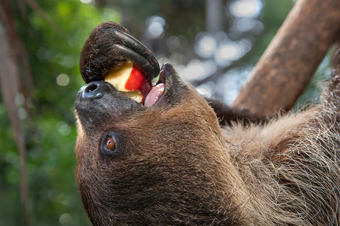 What does Linnaeus's two-toed sloth eat?, Metabolic Cost