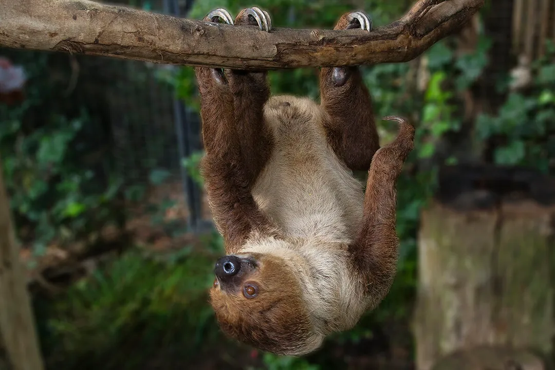What does Linnaeus's two-toed sloth eat?, Wild Menu