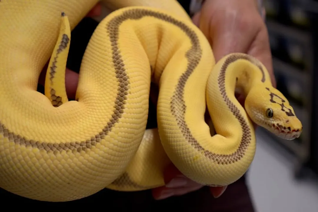 What does pastel do to ball python?