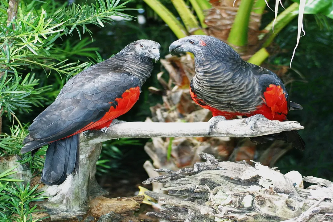 What does Pesquet's parrot feed on?, Floral Nectar