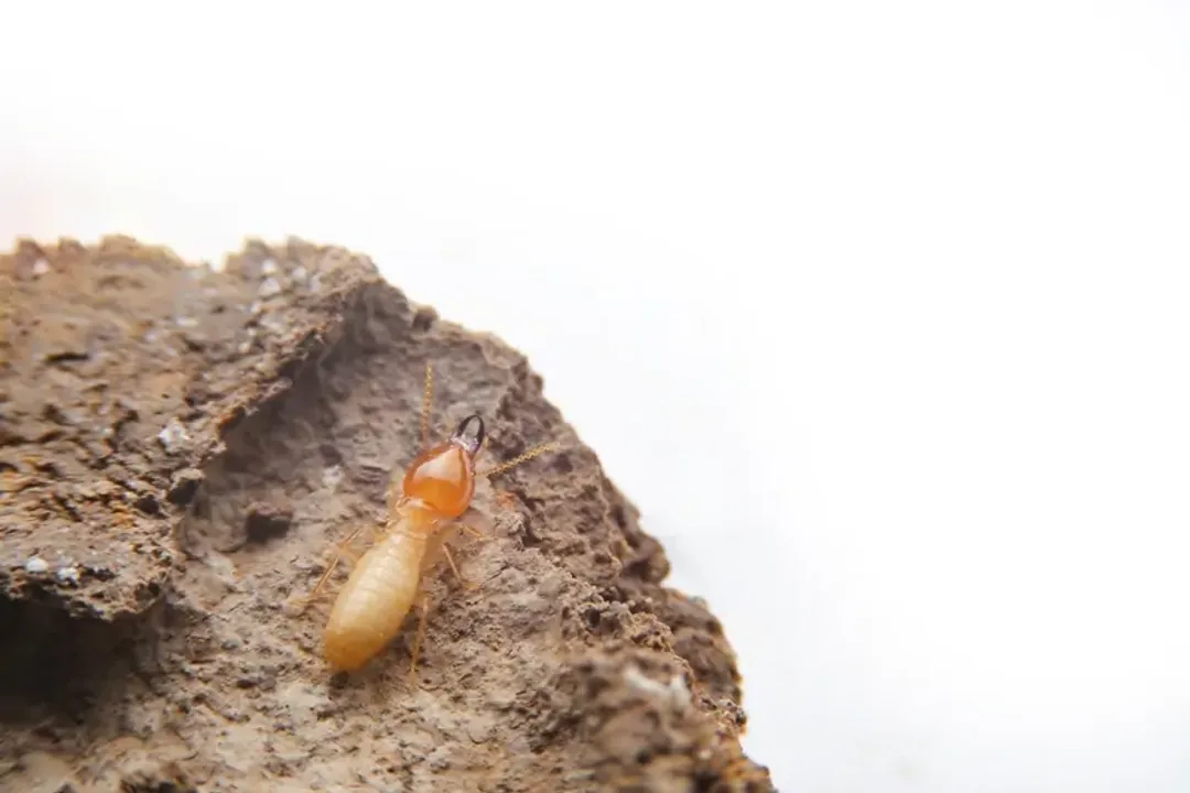 What does termite look like to the human eye?, Winged Misidentification