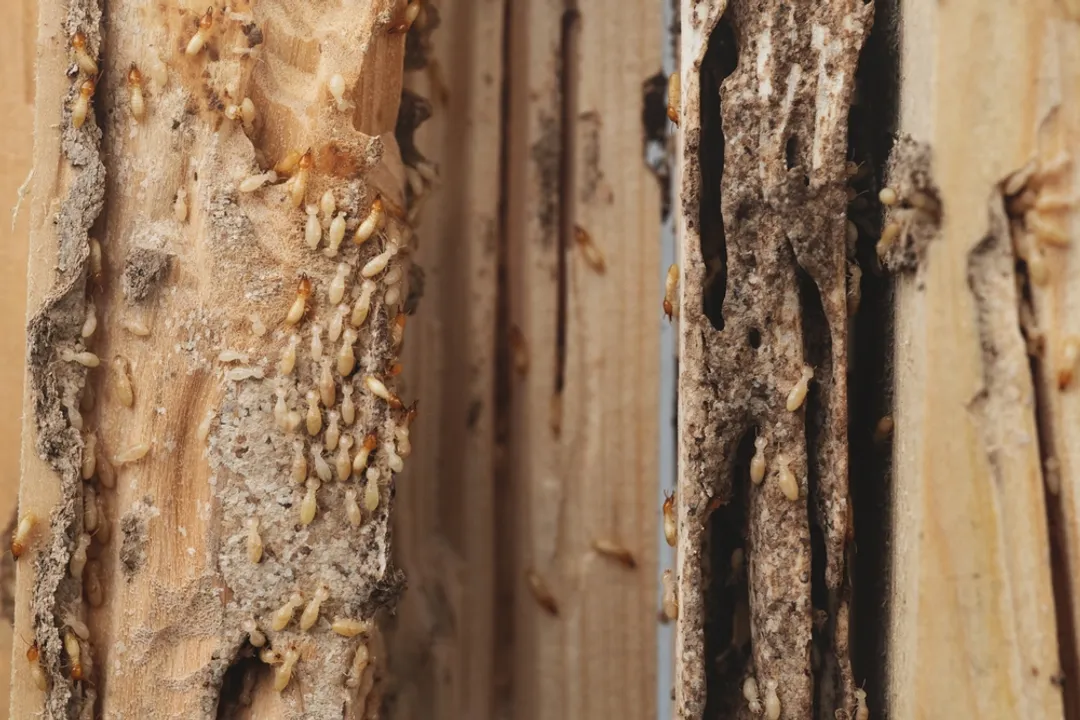 What does termite look like to the human eye?, Essential Features