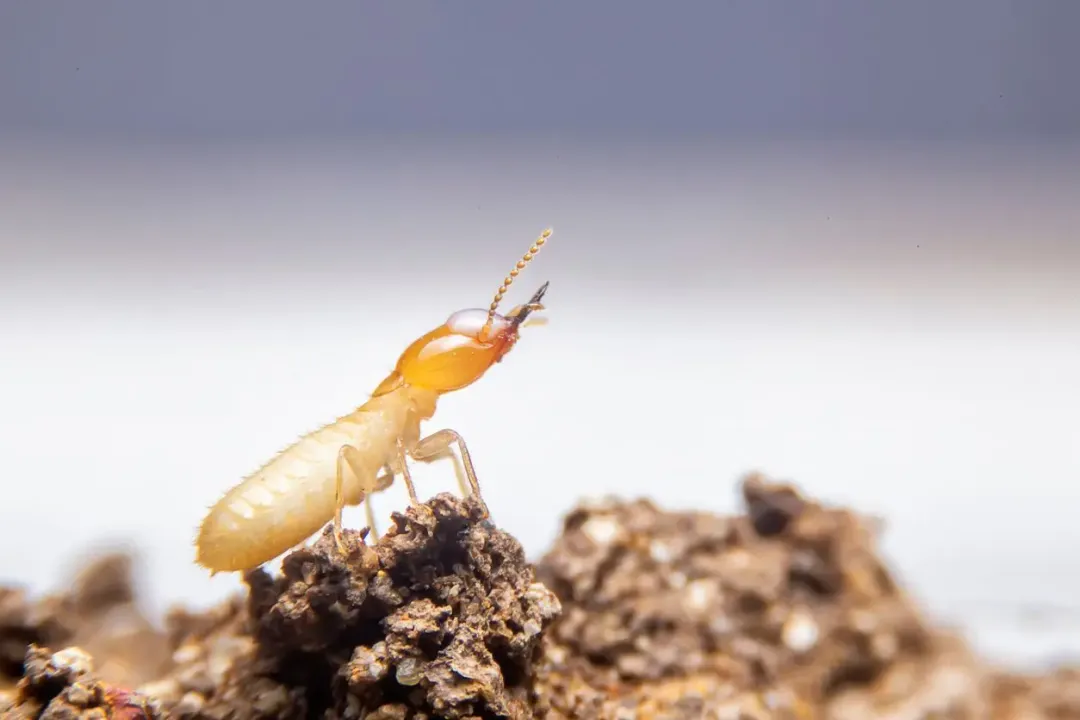 What does termite look like to the human eye?, Hidden Evidence