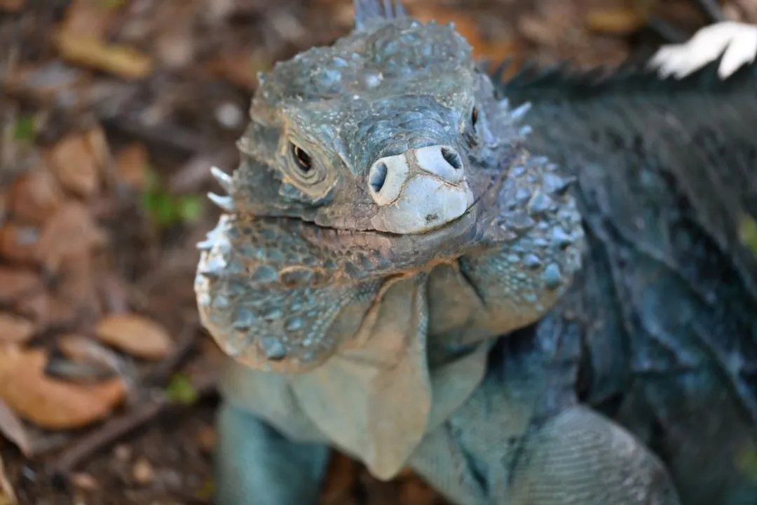 What does the blue iguana eat?, Captive Menu Construction