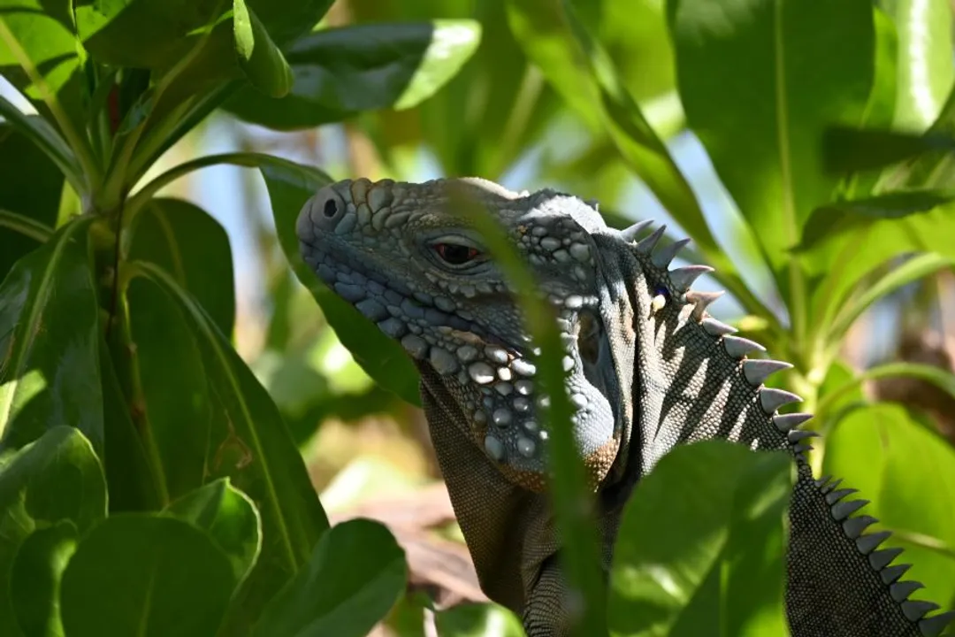 What does the blue iguana eat?, Essential Mineral Balance