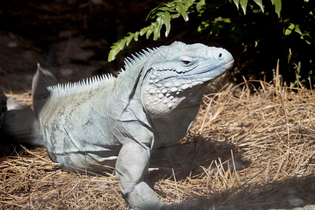 What does the blue iguana eat?