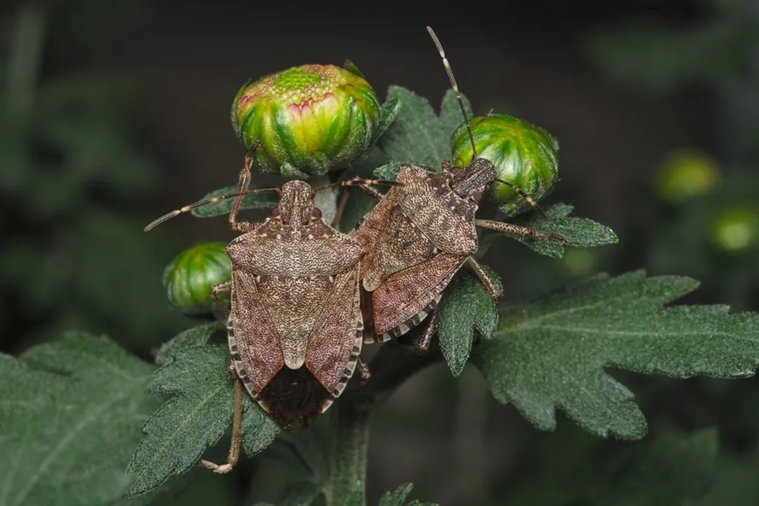 What does the kudzu bug eat?