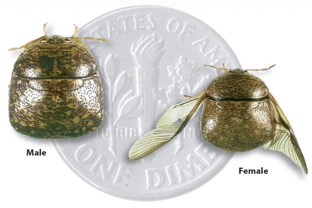 What does the kudzu bug eat?, Legume Relatives