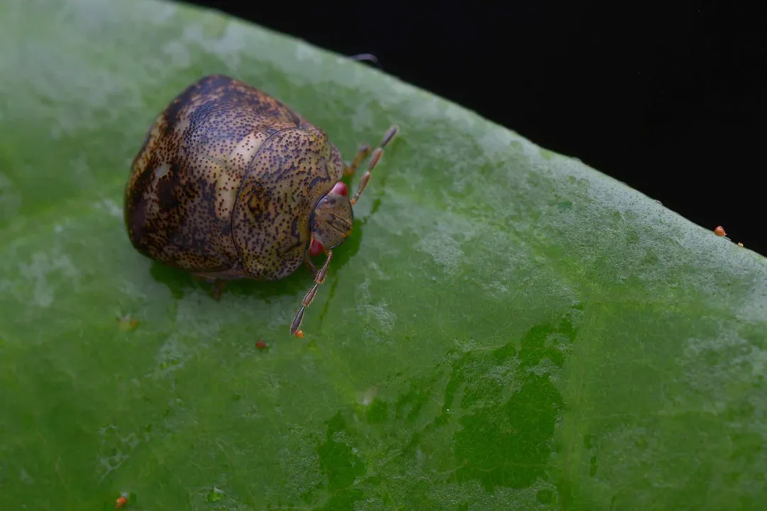 What does the kudzu bug eat?, Feeding Action