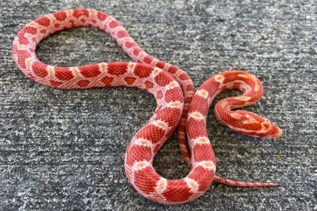 What does the red belly black snake symbolize?