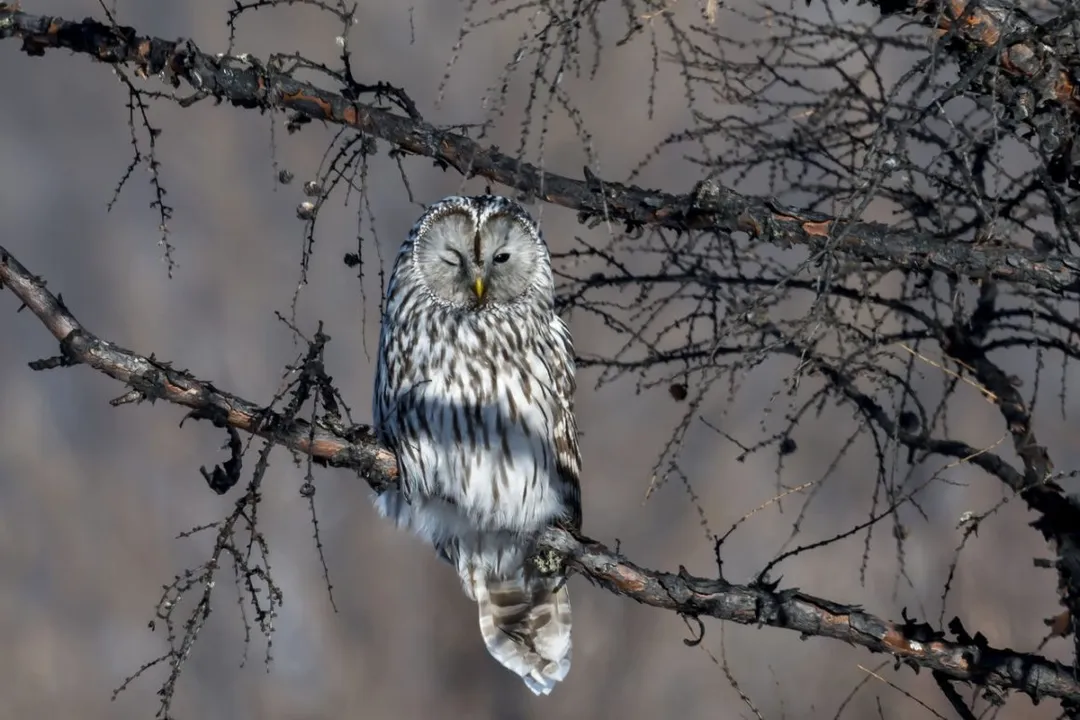 What does the Ural Owl symbolize?, Cultural Variations
