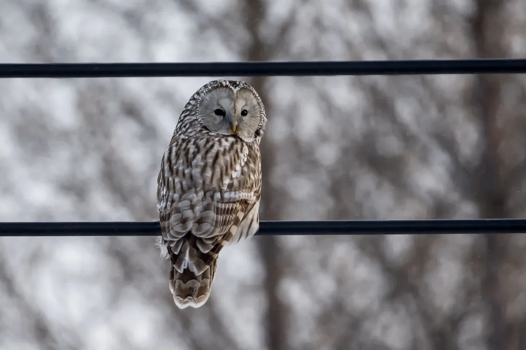What does the Ural Owl symbolize?, Seeing Secrets