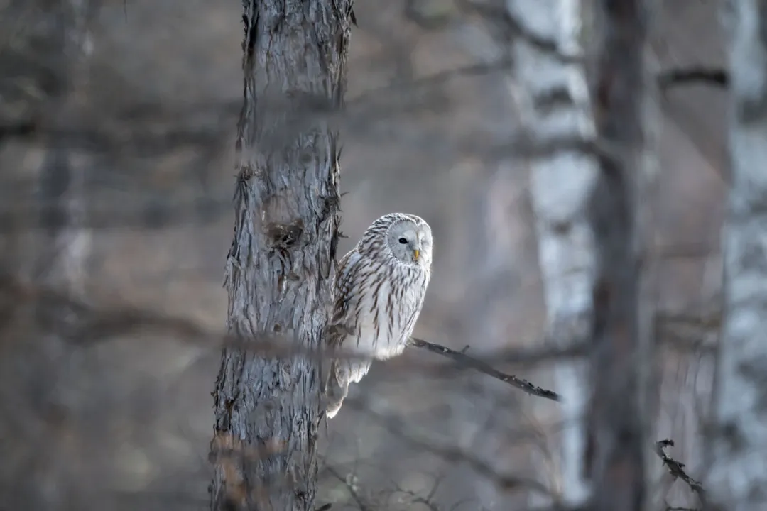 What does the Ural Owl symbolize?, Forest Presence