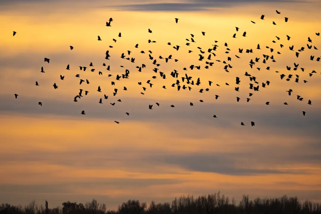 What drives seasonal migration?, Defining Movement