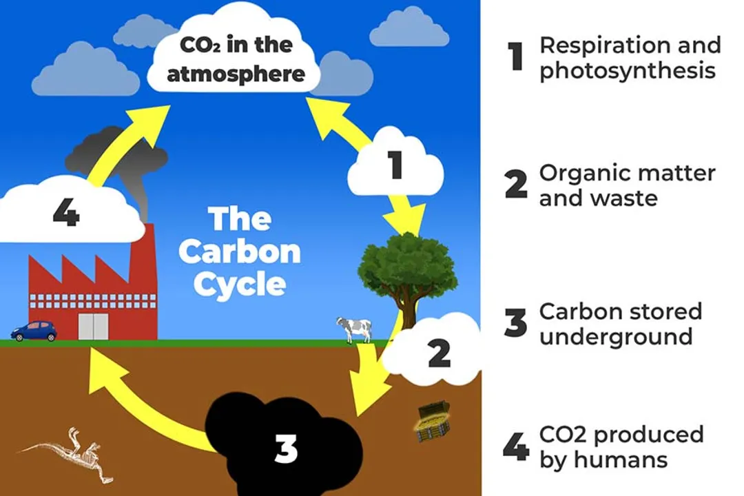 What drives the global carbon cycle?