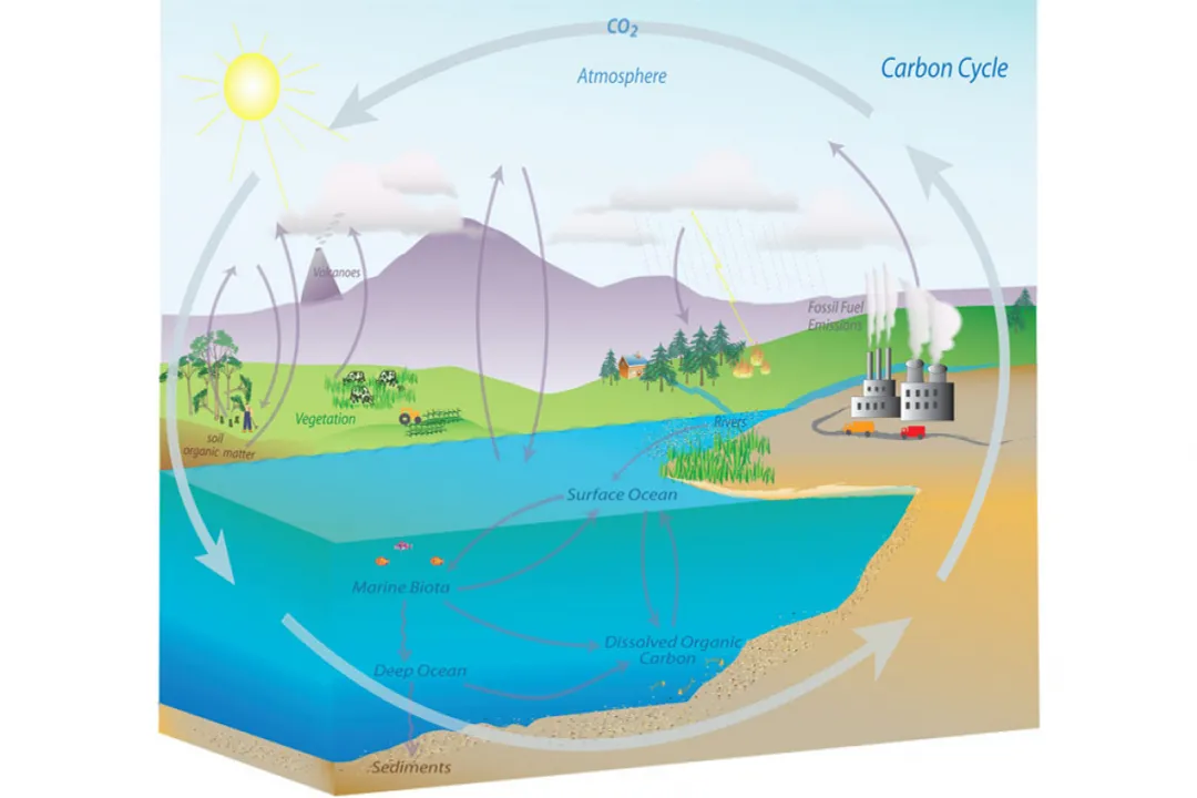 What drives the global carbon cycle?, Carbon Pools