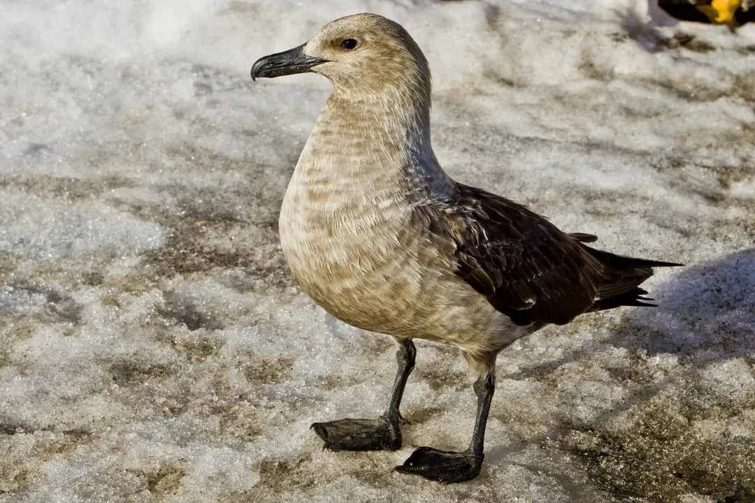What exactly are skuas?, Bird Family