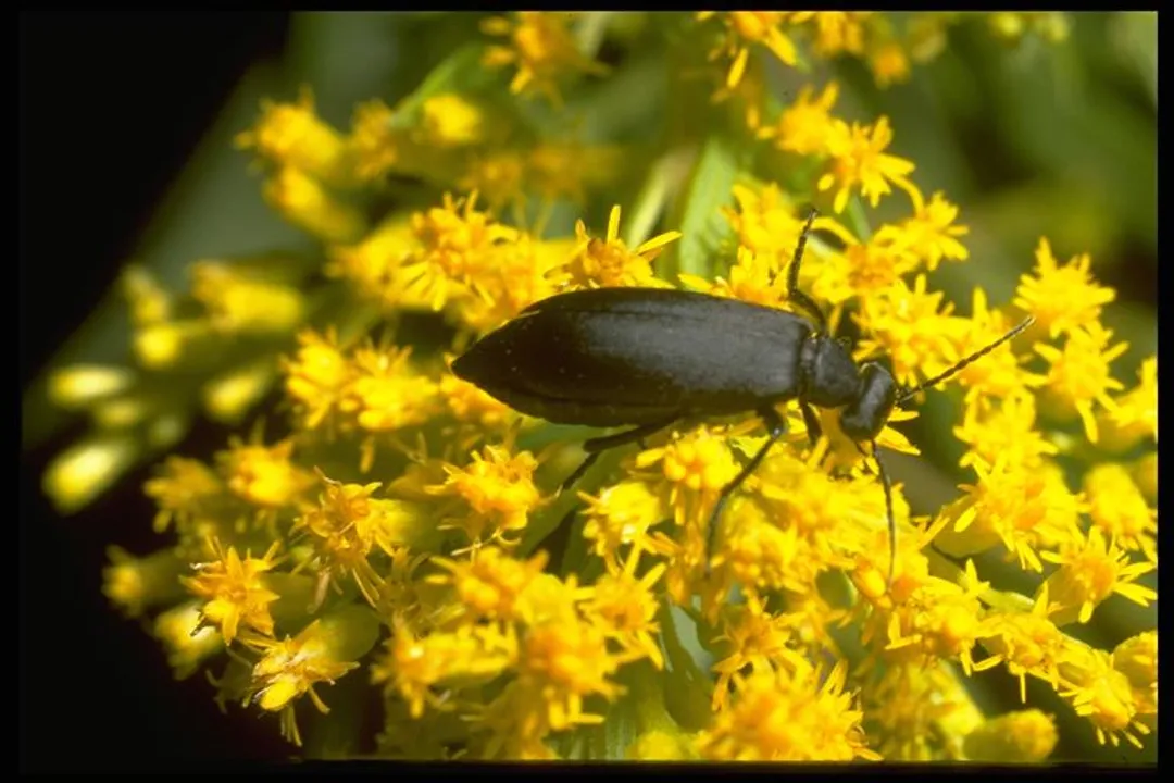 What exactly is a blister beetle?, Beetle Family