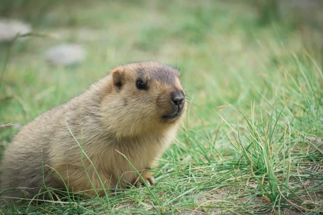 What exactly is a Marmota?
