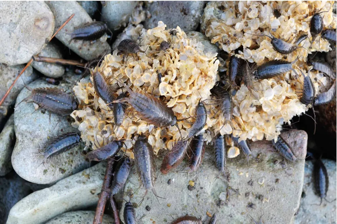 What exactly is a sea cockroach?, Giant Isopods