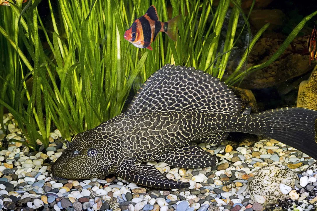 What exactly is an armored catfish?, Ecological Threats