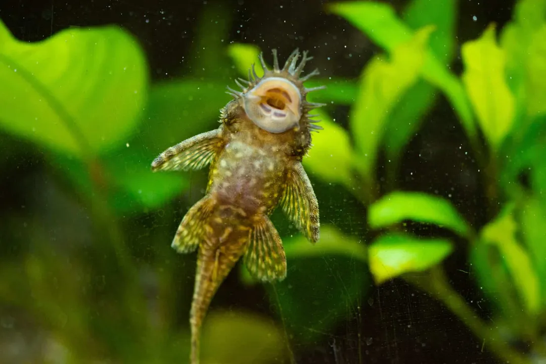 What exactly is an armored catfish?, Suction Feeding