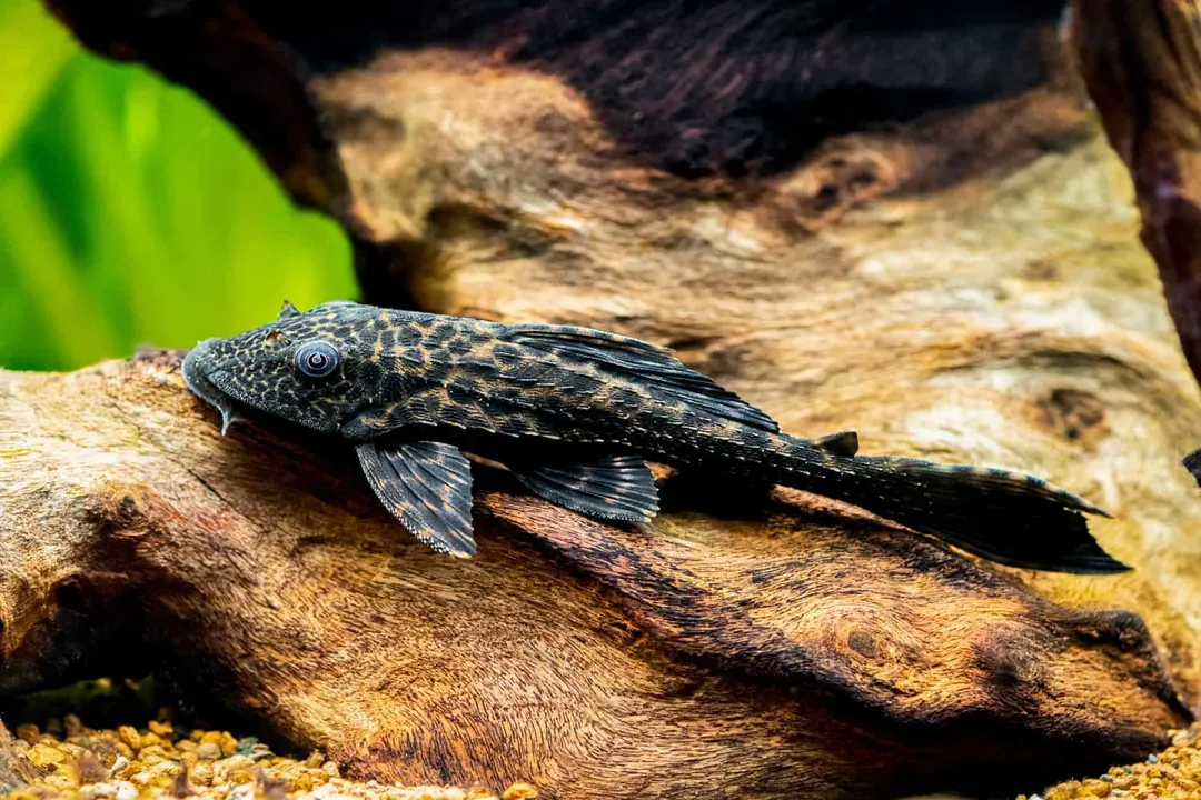What exactly is an armored catfish?, Classification Context