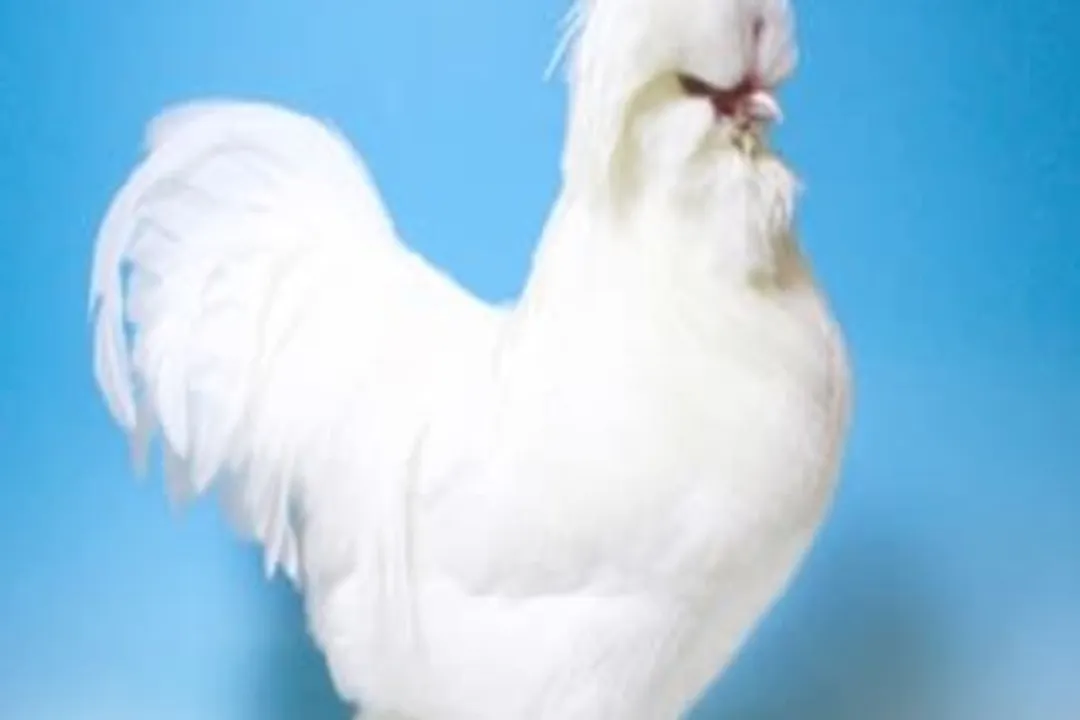 What exactly is sultan chicken?