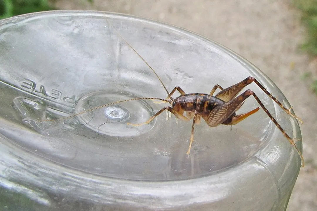 What family are camel crickets in?