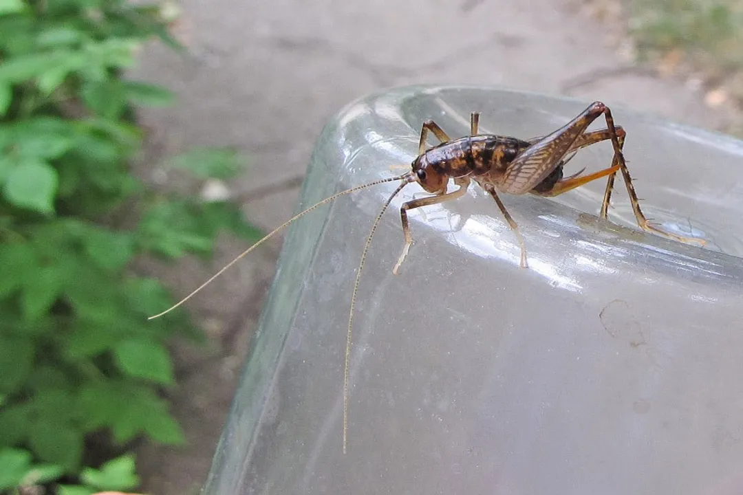 What family are camel crickets in?, Taxonomic Placement