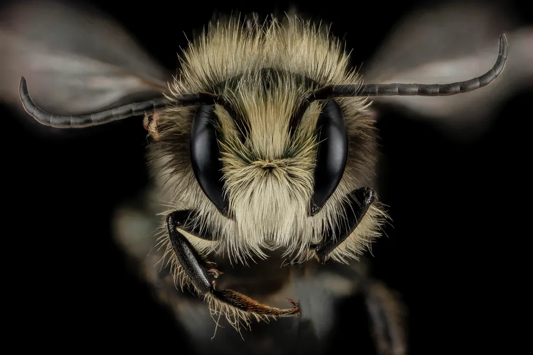 What family are mason bees in?, Origin of Name