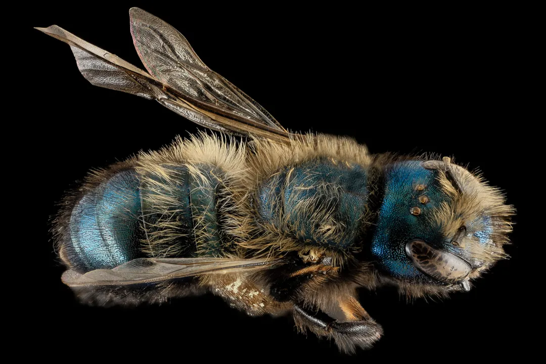 What family are mason bees in?, Solitary Life Style