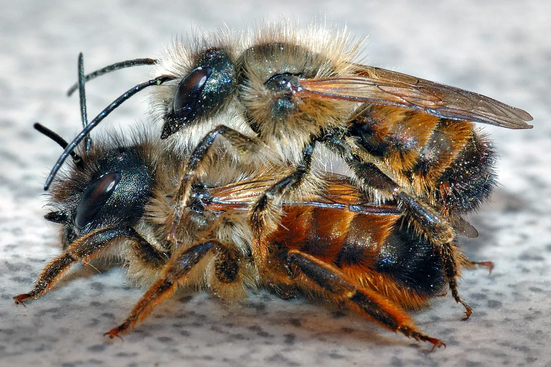 What family are mason bees in?, Taxonomic Placement