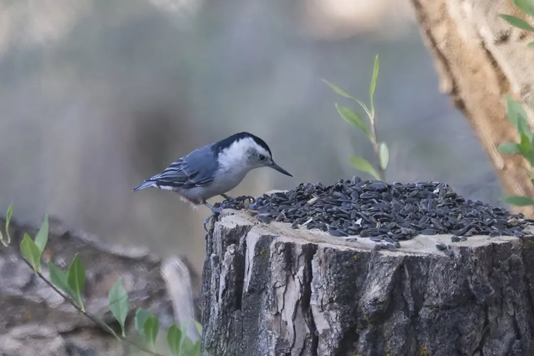 What family are nuthatches in?