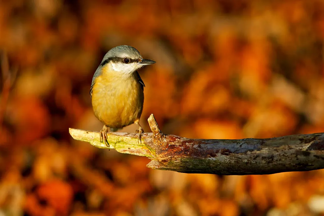 What family are nuthatches in?, Physical Traits
