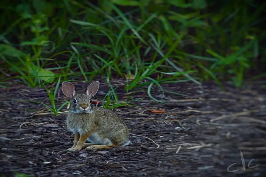 What family do hares belong to?