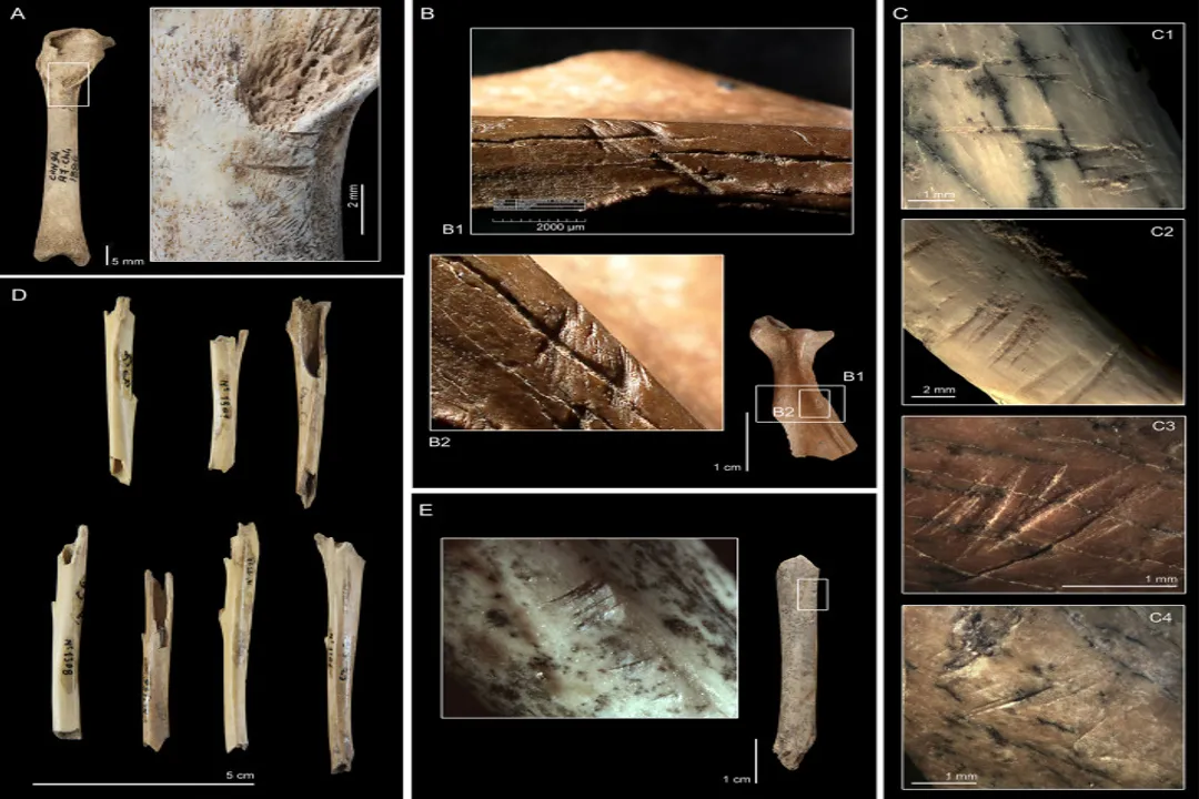 What family do hares belong to?, Taxonomic Context