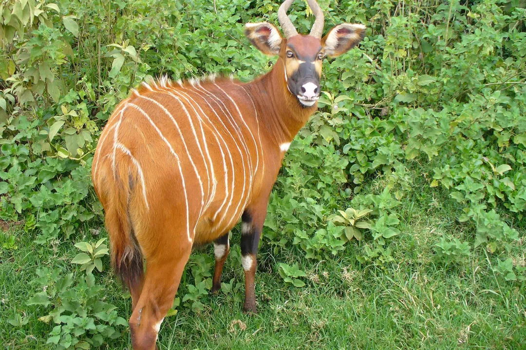 What family does the bongo belong to?, Habitat and Diet