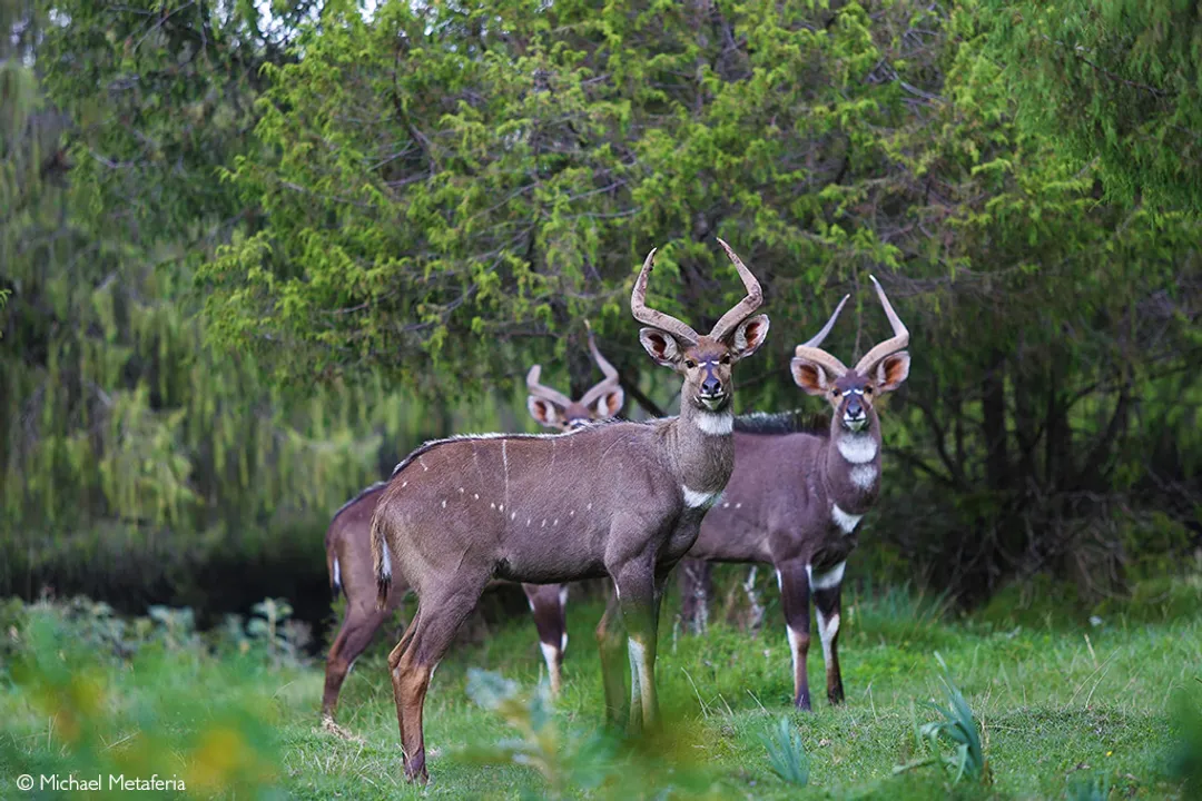 What family does the bongo belong to?, Family Placement
