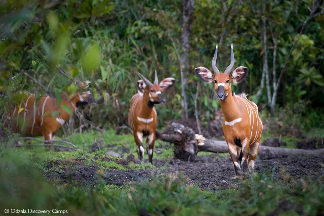 What family does the bongo belong to?, Striking Features