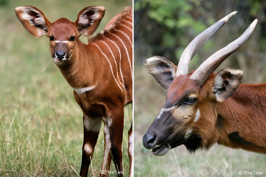 What family does the bongo belong to?, Subspecies Division