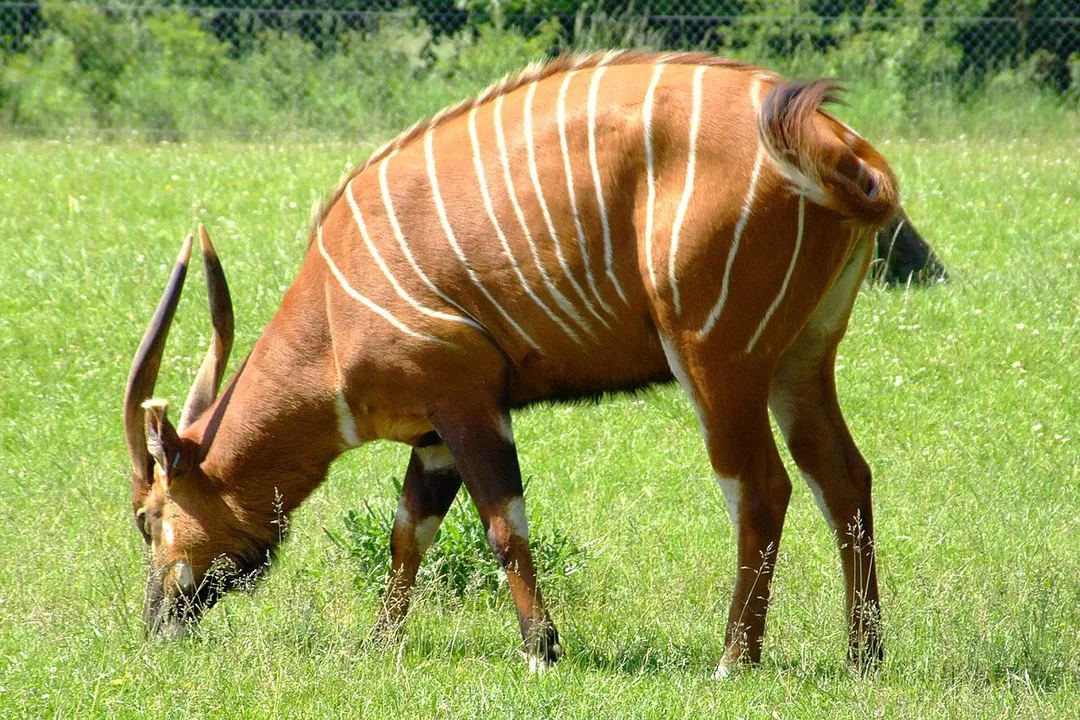 What family does the bongo belong to?