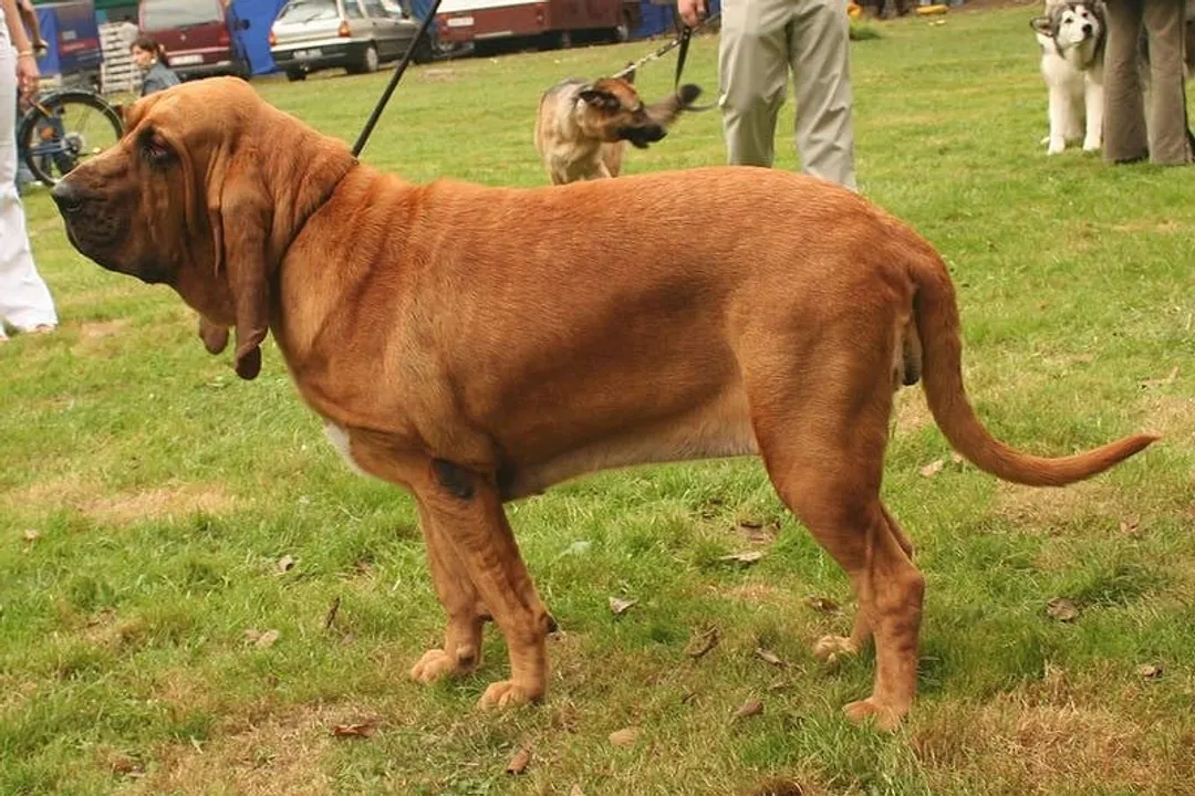 What family is a Bloodhound in?
