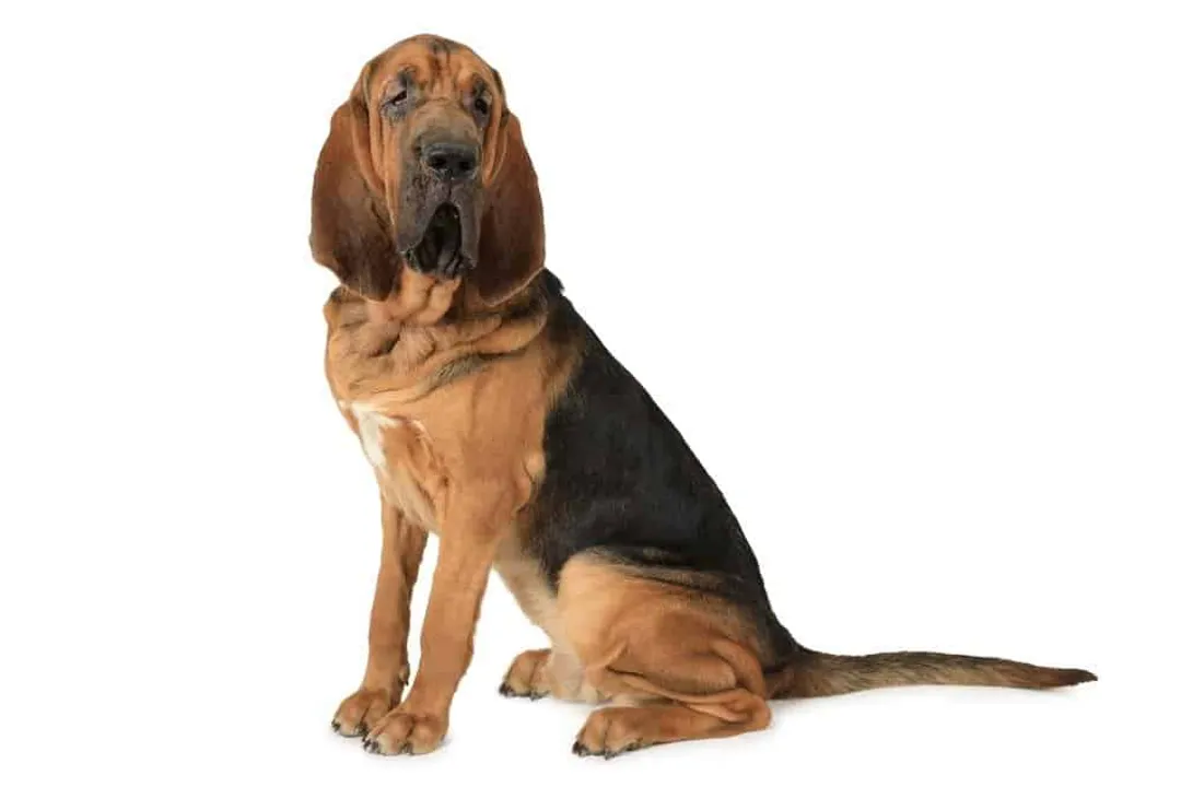 What family is a Bloodhound in?, Breed Grouping