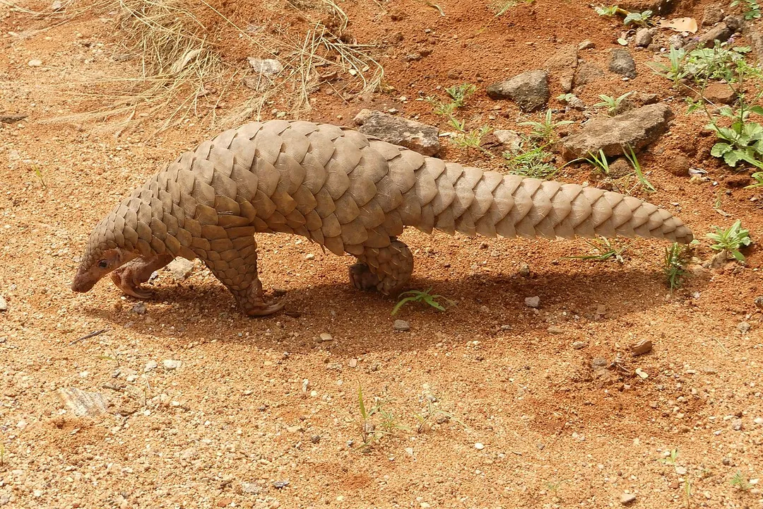 What family is the pangolin in?