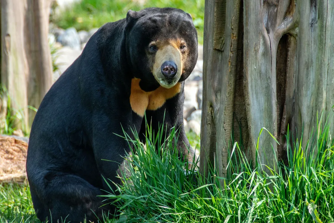 What family is the sun bear in?, Tropical Dwelling