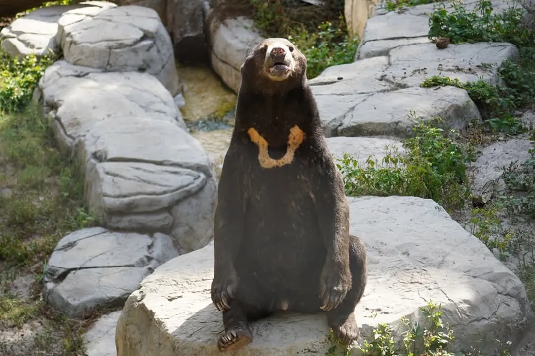 What family is the sun bear in?, Distinct Physical Traits